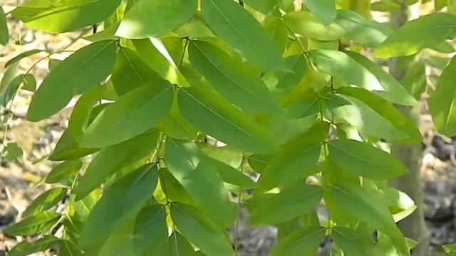 Sophora Japonica 'Pendula'
