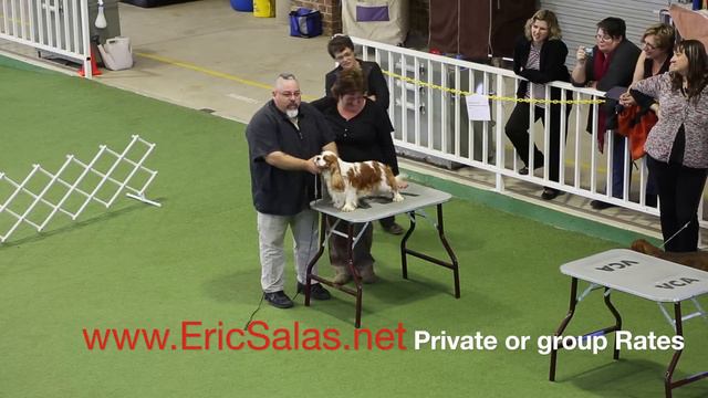 Training a show dog to Stand without moving by Eric Salas Workshops смотреть онлайн