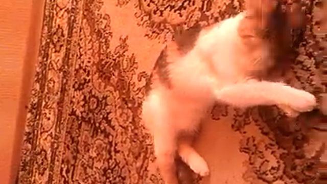 Воображающая кошка! Офигеть! смотреть онлайн