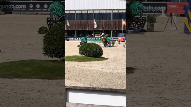 Untouched LB (7 yo breeding Stallion by United Touch S x Cornet Obolensky) смотреть онлайн