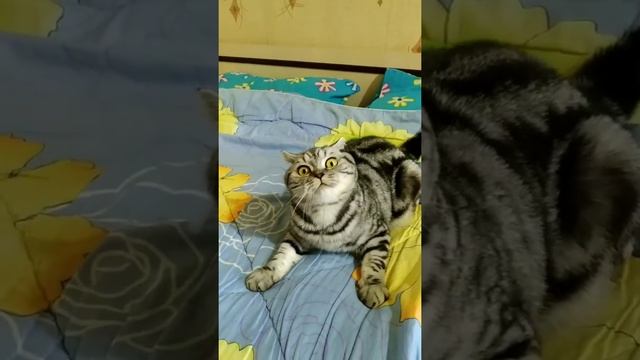 Cat. Кот кошкаСкоттиш страйт, шотландская прямоухая. смотреть онлайн