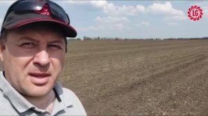 Сроки сева подсолнечника / Аграрные опыты