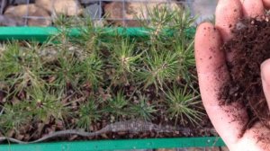 [ Бонсай из семян ] Черная японская сосна.(Pinus thunbergii) Год второй. Пересадка.