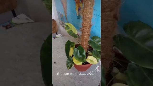 Мой Филодендрон Burle Marx смотреть онлайн