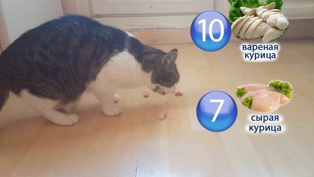 Что предпочтает есть кот - сырую или вареную курицу? смотреть онлайн