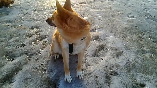 Как почистить шубу от Бониты