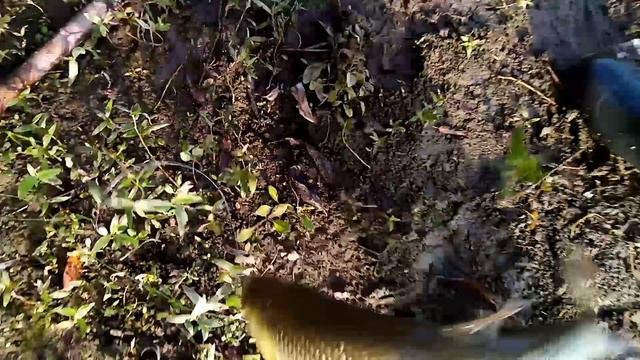 Проверка закидушек 20.09.23г.Редкий гость в наших краях. смотреть онлайн