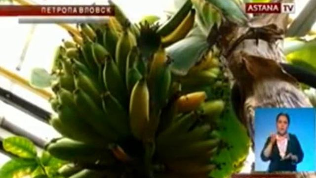 ASTANA TV В знаменитом Ботаническом саду Петропавловска поспели бананы смотреть онлайн