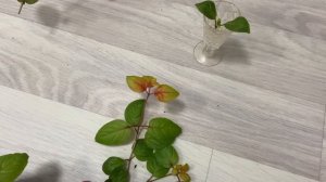 Укоренение фуксии в воде. Черенкование фуксии