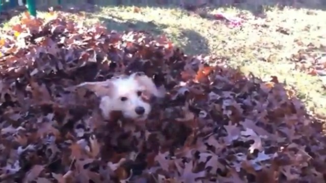 Дайвинг в листьях смотреть онлайн