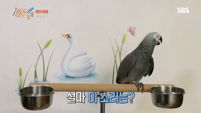 2018년 교양 베스트 클립 4 #순간포착세상에이런일이 #SBSBEST