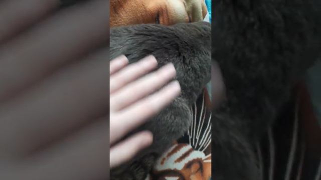 Кто лучше: кошка или собака?