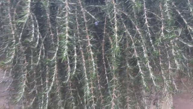 Ялта Февральская теплынь!обрезка деревьев и кустарников 🌳...