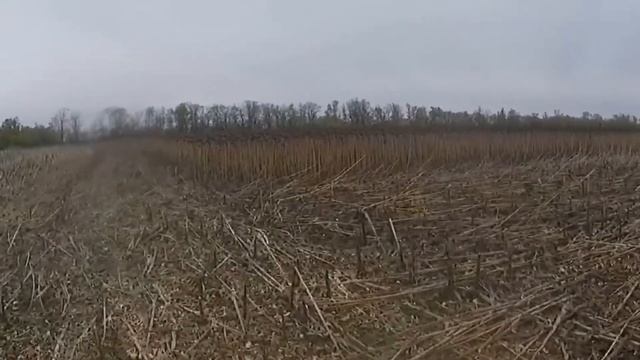 Уборка подсолнуха часть 2.? Подсолнух на 24.10.21. Урожай 2021 27ц с гектара смотреть онлайн