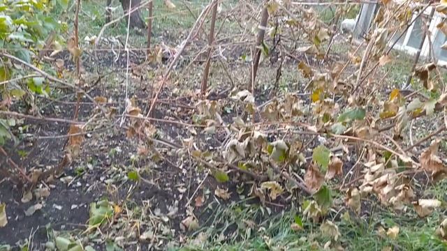 Чеснок и лук посаженный НАШИМ способом, всегда радует высоким урожаем. смотреть онлайн