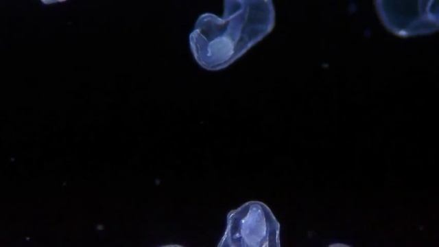 Происхождение океанов смотреть онлайн