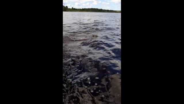 Рыбалка на Тавде этим летом, часть 1 / Тюменская область / Лето 2019 смотреть онлайн