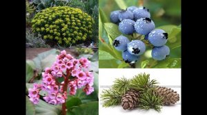 золотые горы алтая презентация 3 класс скачать бесплатно