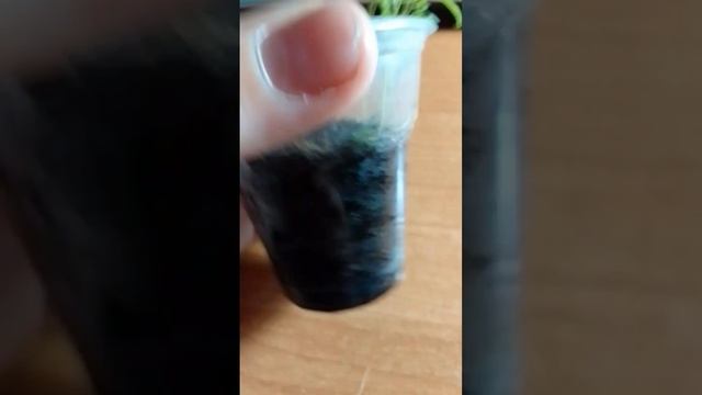 поставил трубочка для полива корней земля сухая вода не проходит смотреть онлайн