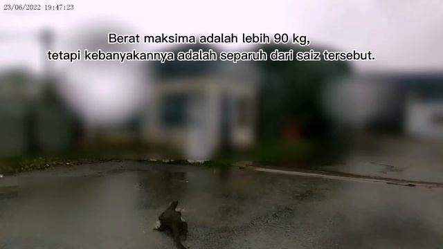 Biawak Air - Water Monitor Lizard Captured On Action Camera | Akaso Brave 4 Pro