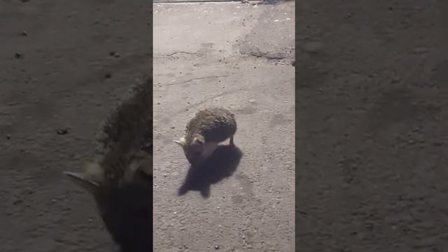 Ушастые ёжики приходят в гости по ночам смотреть онлайн