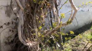 Оптимальное время для старта вывода маток