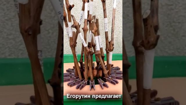 Укоренение на воде винограда в плавающем укоренителе. смотреть онлайн