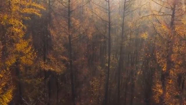 музыка для Сна, осенний лес смотреть онлайн