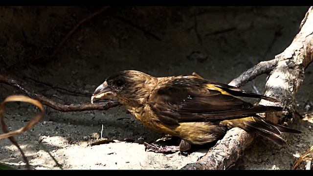 Клёст (Loxia curvirostra) лесная певчая птица смотреть онлайн