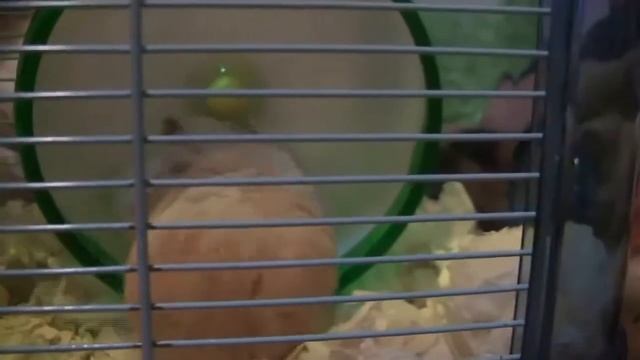 Чистоплотный хомячок смотреть онлайн