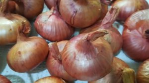 Лук шалот старорусский красный  видео 2