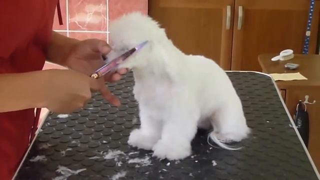 Груминг мальтезе. Часть четвертая смотреть онлайн