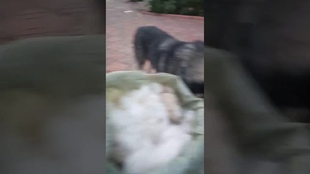 Пояса из собачьей шерсти от шаманки Айгуль смотреть онлайн