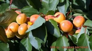Абрикос обыкновенный Графиня (grafinia) ? обзор: как сажать, саженцы абрикоса Графиня