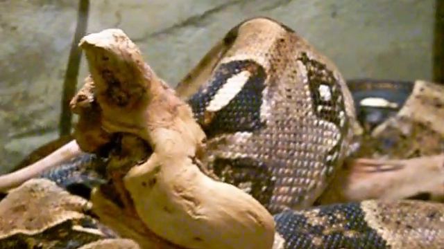6FT BOA FEEDING