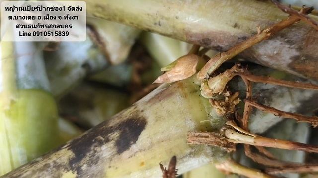 หญ้าเนเปียร์ปากช่อง1 จัดส่ง ต.บางเตย อ.เมือง จ.พังงา смотреть онлайн