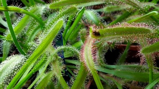 Росянка. Drosera. Содержание и уход.