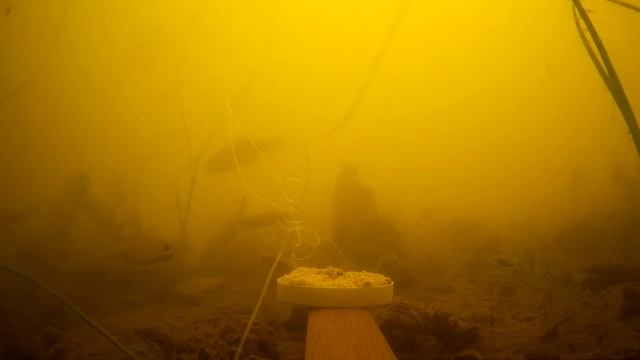 СПЕЦИЯ ДЛЯ ПЕЛЬМЕНЕЙ КОСИТ РЫБУ? СМОТРИМ и проверяем! РЕАКЦИЯ РЫБЫ НА СПЕЦИЮ ДЛЯ ПЕЛЬМЕНЕЙ И МАНКУ смотреть онлайн