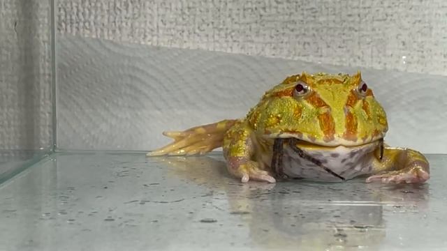 A pacman frog struggling with a giant spider【WARNING LIVE FEEDING!!】 смотреть онлайн