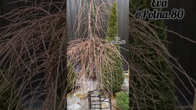 ФОРМИРОВАНИЕ ЛИСТВЕННИЦЫ на ШТАМБЕ ? смотреть онлайн