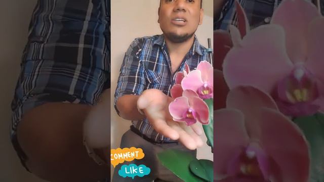 Orquídeas En Floración