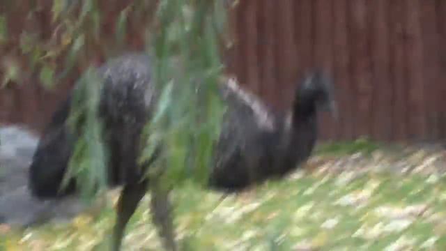 Московский зоопарк смотреть онлайн