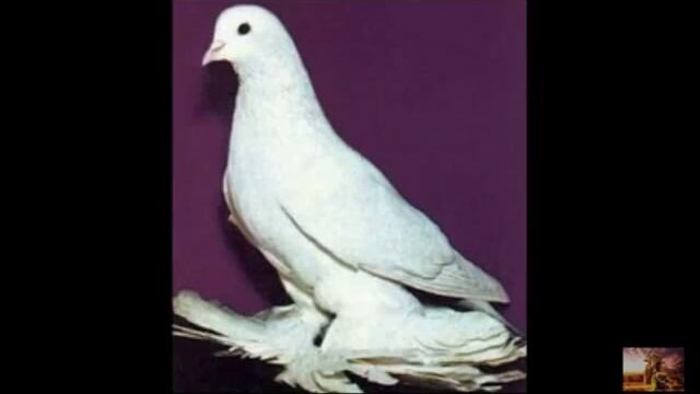 Самые красивые голуби в мире смотреть онлайн