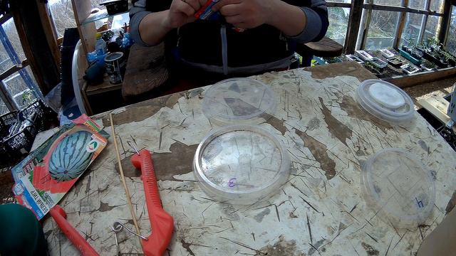 правильная и удобная посадка арбуза на рассаду/ и чем обработать деревья от вредителей 30.04.22 смотреть онлайн