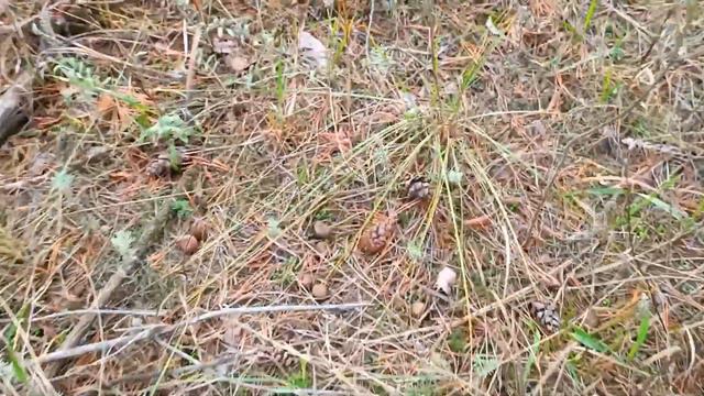 Грибные похождения продолжаются 🍄