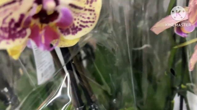 Предновогодняя супер поставка орхидей в OBI Парнас СПб обзор #phal #орхомания #orchid смотреть онлайн