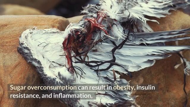 The Dangers of Too Much Sugar. смотреть онлайн