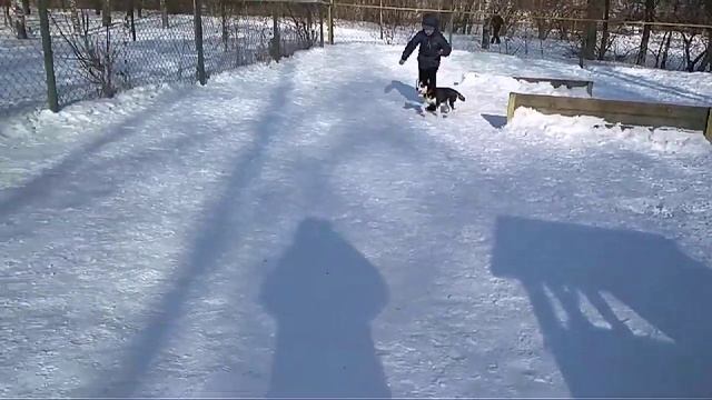 Дрессировка собак-Хаски Белла 3 мес .Дрессировщик Максим смотреть онлайн