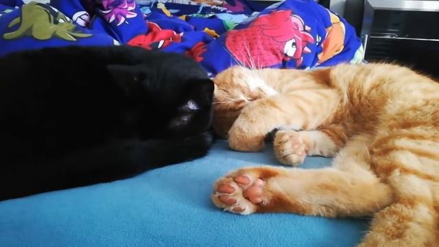 Наши питомцы (кот и кошка) первый раз спят рядом. Unsere Katzen смотреть онлайн