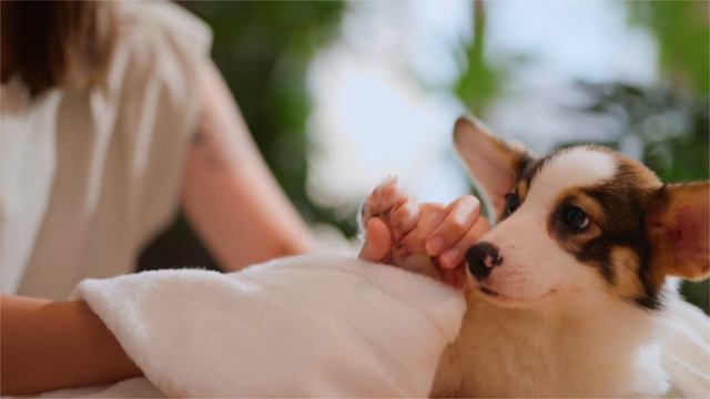 LéCOCO Holistic Pet Shampoo - Natural Pet Shampoo Specialized For Sensitive Skin